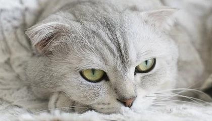 CFTC将允许在注册交易所进行现货加密货币挂牌交易