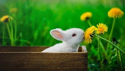 南美首富到首穷！货币贬值100万倍，月薪买不起肉