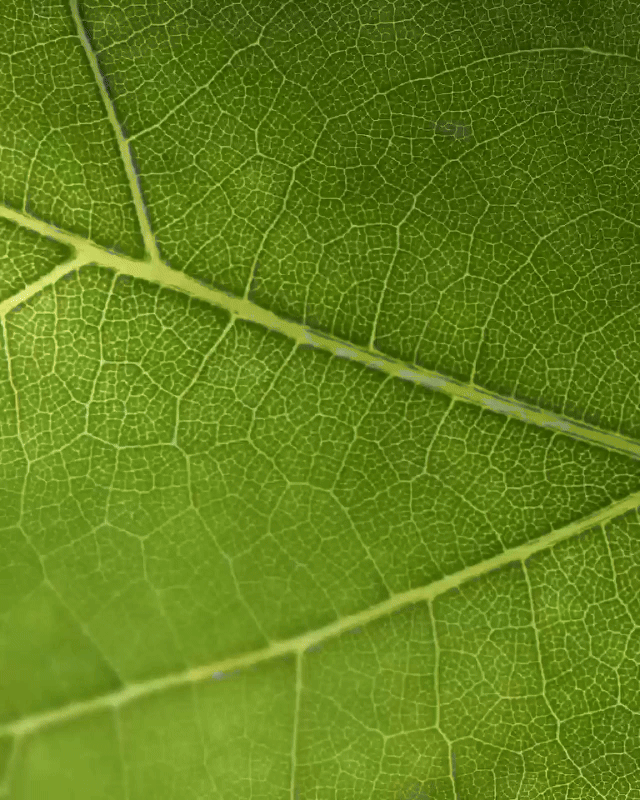 Turning Green into Gold: A New Era​