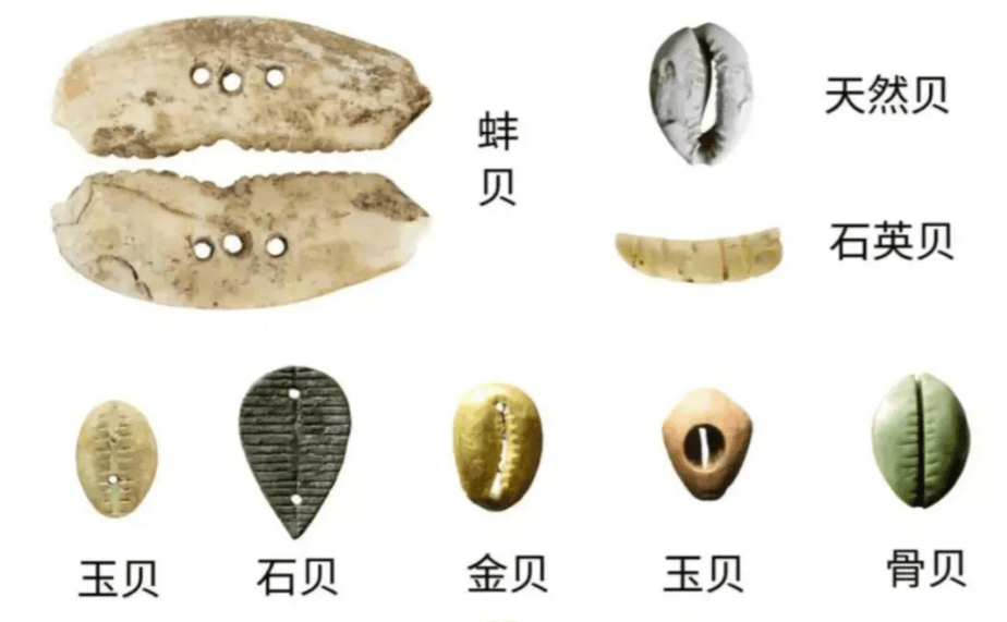 贝壳成货币，一串能买奴隶：古人不疯狂赶海，原是这几点限制